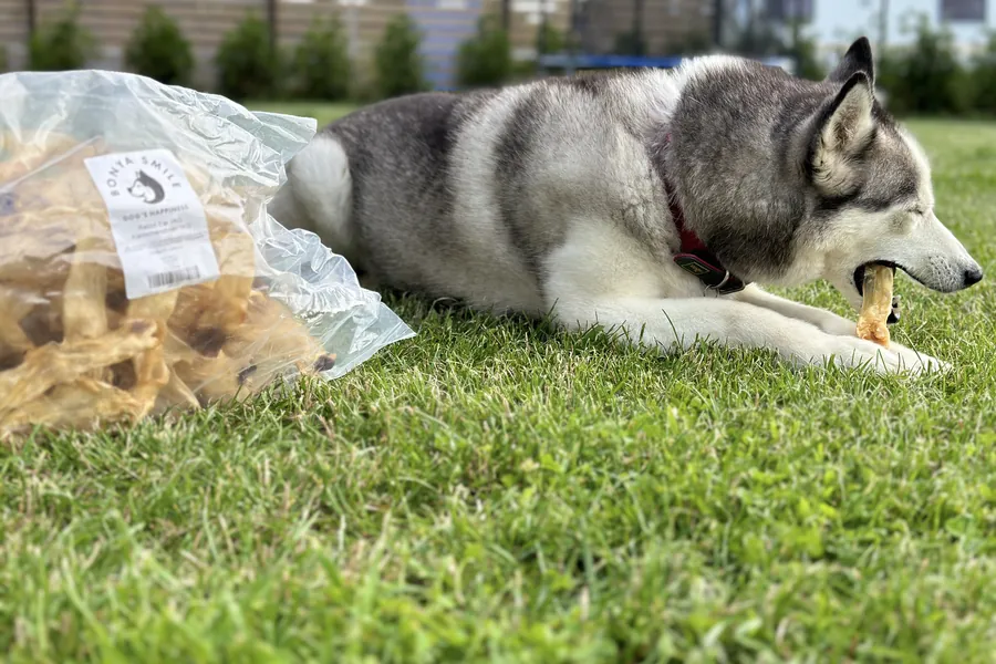 Husky Bonya ligt naast een zak Bonya Smile kauwsnacks