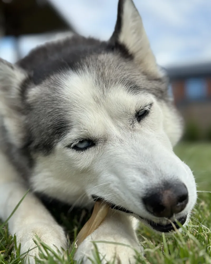 Husky Bonya kauwt op een Bonya Smile snack in het gras