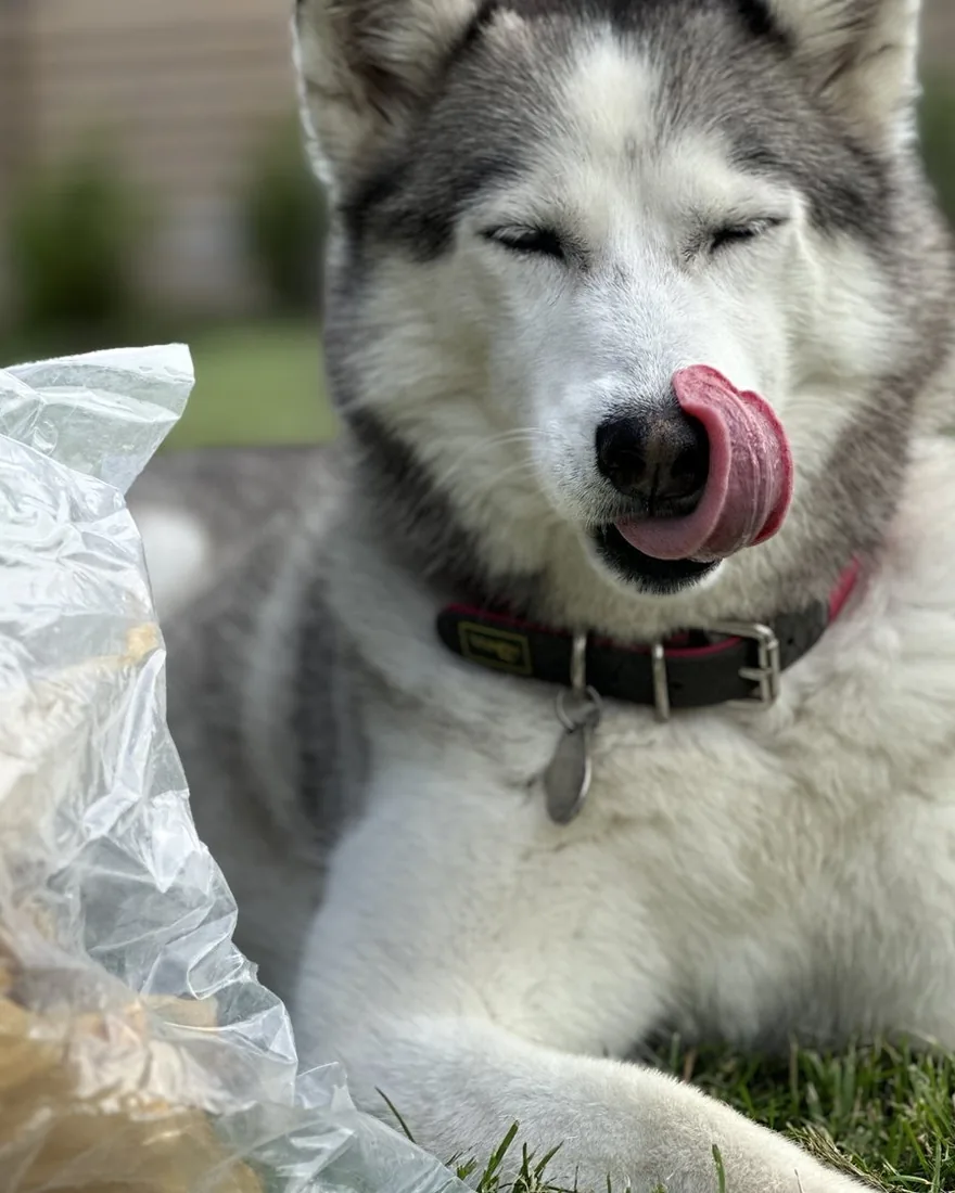 Bonya the husky licking her lips next to a bag of Bonya Smile natural dog chews
